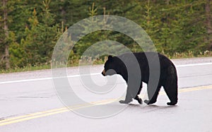 Black bear crossing road, Canadian Rocky Mountains, Canada