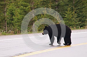 Black bear crossing road, Canadian Rocky Mountains, Canada