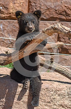 Black bear cub