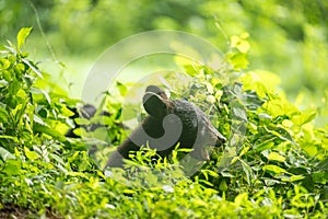 Black bear cub