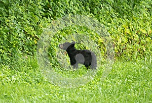 Black bear cub