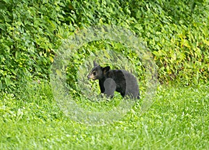 Black bear cub