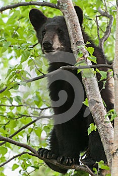 Black Bear Cub