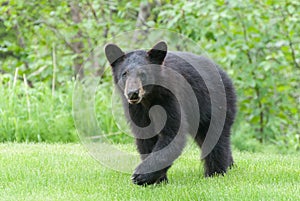 Black Bear Cub