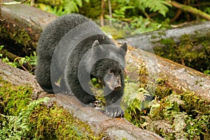 Black Bear Cub