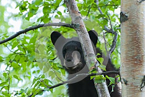 Black Bear Cub