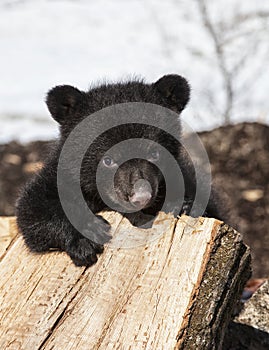 Black bear cub