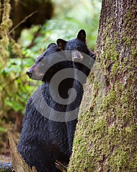 Black bear cub