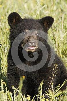 Black Bear Cub