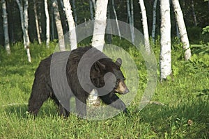 Black bear cub