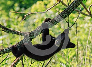 BLACK BEAR CUB