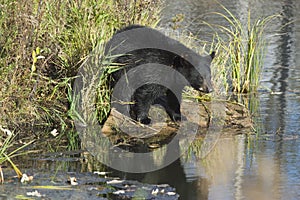 Black bear cub