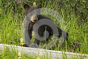 Black Bear Cub