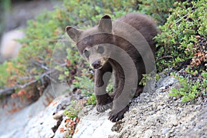 Black bear  cub in Banff National Park, Alberta, Canada