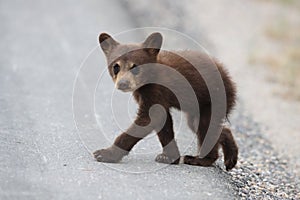 Black bear  cub in Banff National Park, Alberta, Canada