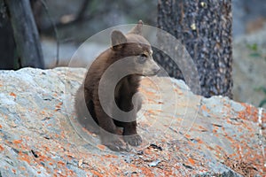 Black bear  cub in Banff National Park, Alberta, Canada