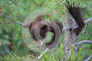 Black bear  cub in Banff National Park, Alberta, Canada