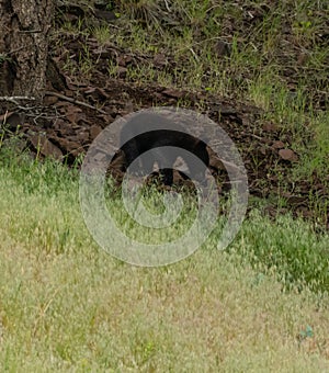 Black Bear Cub Crawls Long Edge of Field