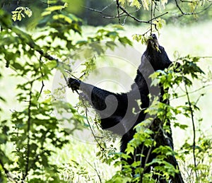 Black Bear cub feeding on leaves.