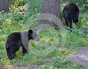 Black bear mother and cub.