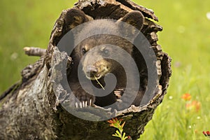 Black Bear Cub In A Hollow Log
