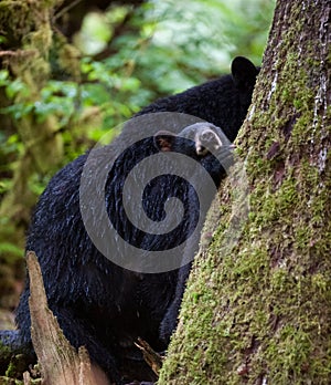 Black bear cub and mother