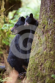 Black bear cub and mother