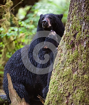 Black bear cub and mother