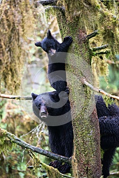 Black bear cub and mother in a tree