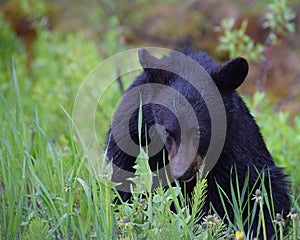 Black Bear Cub Near Banff, Alberta