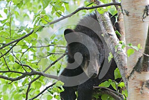 Black Bear Cub