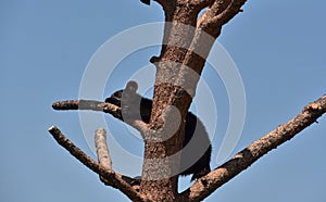 Black Bear Cub Sleeping on a Tree Branch