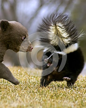 Black Bear Cub Threatens Striped Skunk - motion blur