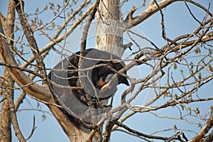 Black bear cub in tree