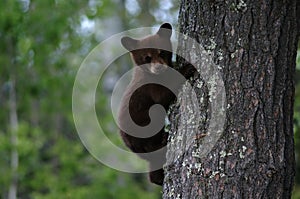 Black bear cub tree