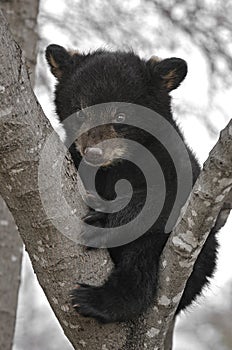 Black Bear Cub in Tree