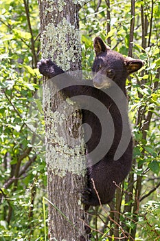 Black bear cub in tree