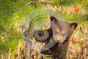 Black Bear Cub in Tree, Rocky Mountains