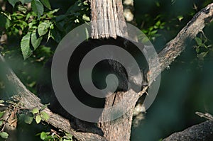 Black Bear Cub Tree Sitting