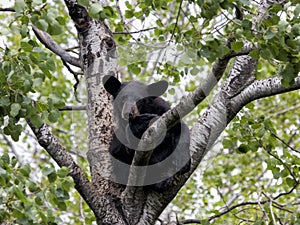 Black Bear Cub in Tree