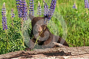 Black Bear Cub Ursus americanus Bends Lupine Stalk on Log Summer