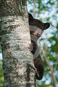 Black Bear Cub (Ursus americanus) Clings to Side of Tree