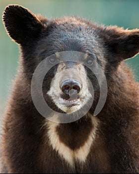 Black bear cub