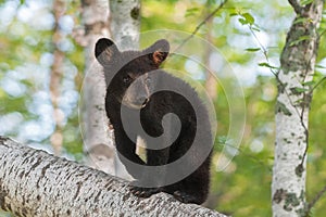 Black Bear Cub (Ursus americanus) Ears Forward