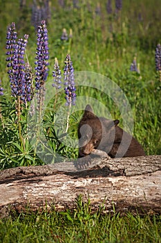 Black Bear Cub Ursus americanus Gnaws on Log