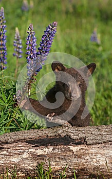 Black Bear Cub Ursus americanus Holds On To Lupine