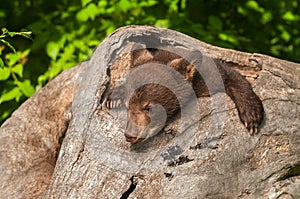 Black Bear Cub (Ursus americanus) in Log