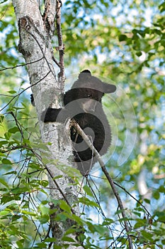 Black Bear Cub (Ursus americanus) Looks down from Tree