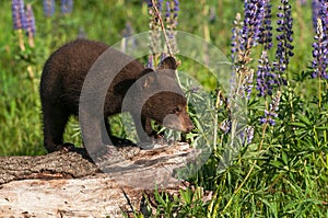 Black Bear Cub Ursus americanus Looks Out From Atop Log Summer