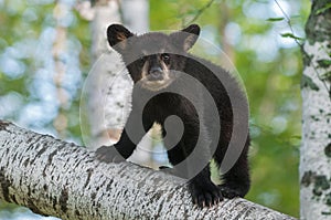 Black Bear Cub (Ursus americanus) Looks Out from Branch